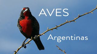 Aves Argentinas [upl. by Anurag325]