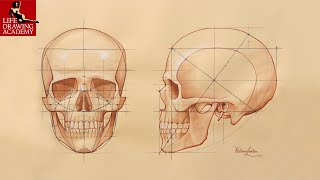 How to Draw a Skull [upl. by Radack814]