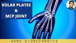 VOLAR PLATES amp METACARPOPHALANGEAL JOINT MCP Hand Biomechanics [upl. by Quiteri]