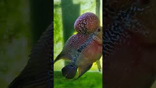 flowerhornfish aquarium fish aquariumfish cichlid fishtank flowerhorn petlover pets trend [upl. by Ibot]