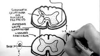 Spinal Pathways 3  Spinothalamic Tract [upl. by Horten]