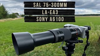 Sony SAL 75300 mm 4556 amp LAEA3 amp A6100 APSC I Alternative to Sony SEL 70350 mm 4563 G [upl. by Herod]