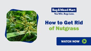 How to get rid of nutgrass [upl. by Gnirps]