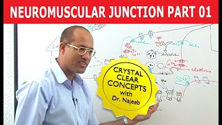 Neuromuscular Junction  Dr Najeeb  Part 12 [upl. by Armillia]