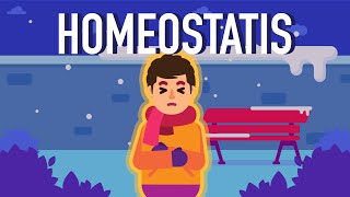 What is Homeostasis [upl. by Otrebilif]