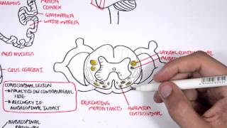 Neurology  Motor Pathways [upl. by Noizneb]