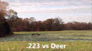 223 vs Deer [upl. by Ekud]