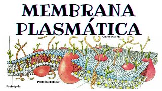 Membrana plasmática  Biología [upl. by Adivad]