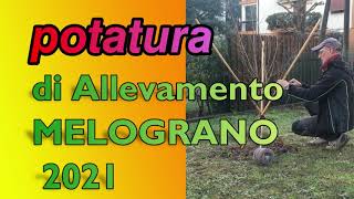 POTATURA di Allevamento MELOGRANO [upl. by Steven]