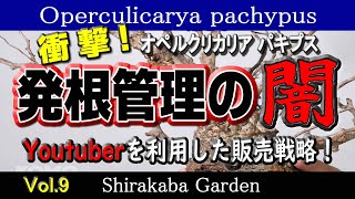 オペルクリカリア パキプス Vol9・発根管理の闇 Operculicarya pachypus [upl. by Nemlaz]