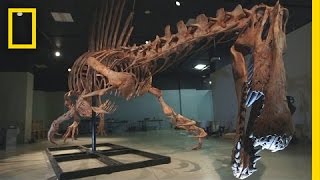 Bigger Than T rex Spinosaurus  National Geographic [upl. by Ydoj410]