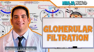 Renal  Glomerular Filtration [upl. by Anawyt]