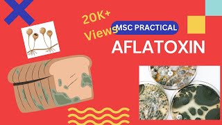 Aflatoxin  Mycotoxin  Microbiology Msc practical [upl. by Jerusalem371]