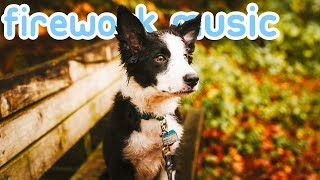 Firework Music for Dogs with Noise Anxiety Reduce Bonfire night Stress [upl. by Behrens424]