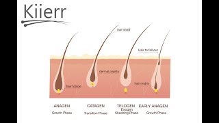 The Hair Growth Cycle Explained [upl. by Elyrehc]