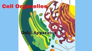 The Golgi Apparatus [upl. by Lunn422]