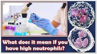 Neutrophils Absolute Count – High Low Causes Normal Range [upl. by Ramey273]