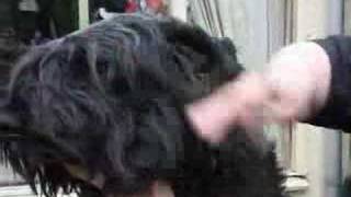 How to Brush a Bouvier [upl. by Haimrej]