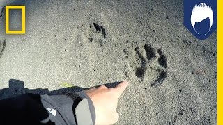 What’s Special About a Wolf’s Paw Print  National Geographic [upl. by Liatris381]