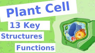 The Plant Cell  13 Key Structures [upl. by Jeannie]