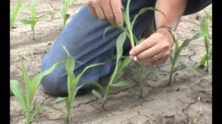 Field Corn Early Growth Stages Defined [upl. by Baiss602]