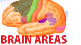 Functional Brain Areas  Brain Anatomy Cortex [upl. by Casilde335]