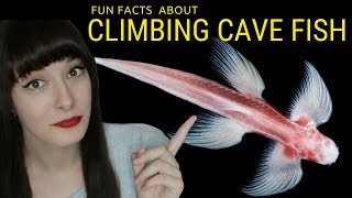 Waterfall Climbing cave fish Amazing Blind Cavefish Walks Up Rocks and Waterfalls [upl. by Eaneg452]