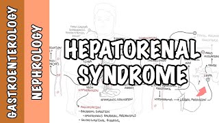 Hepatorenal Syndrome  causes pathophysiology and mechanism [upl. by Aillij558]