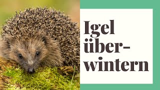 Der Igel – Lebensraum Futter Feinde Winterschlaf [upl. by Trinette105]