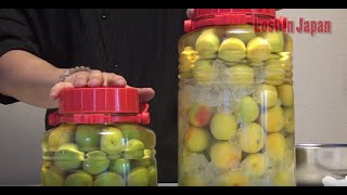 Lost In Japan How to make Umeshu 梅酒 [upl. by Van]