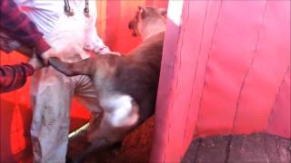 Abattage de rennes  Reindeer slaughtering [upl. by Ylrebmek]