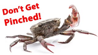 How To Rig Fiddler Crabs For Sheepshead Redfish amp Black Drum [upl. by Fred]