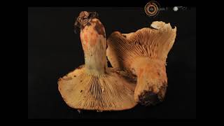 lactarius deliciosus [upl. by Edy]