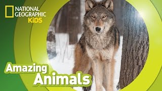 Gray Wolf 🐺  Amazing Animals [upl. by Tocs586]