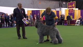 Bouviers des Flandres  Breed Judging 2020 [upl. by Dupre]