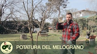 La potatura del MELOGRANO  Il contadino Nick [upl. by Baelbeer]