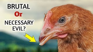 Why do we CUT the Chickens Beaks [upl. by Ailito]