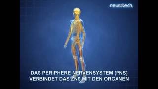 Grundlagen 1 Das Nervensystem ZNS PNS neurotech [upl. by Jezabelle]