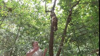 Clouded Leopard Amazing Climbing Skills 4K [upl. by Eilerua956]