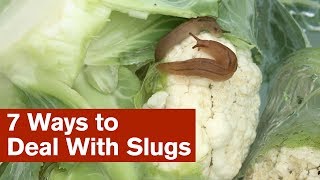 7 Ways to Deal With Slugs [upl. by Caroline]