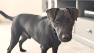 Miles Adventure  Patterdale Terrier Puppy Dog Training Playtime Fun At Home [upl. by Sanders]