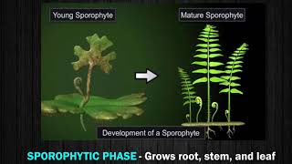 Characteristics and Reproduction in Pteridophyte [upl. by Giordano547]