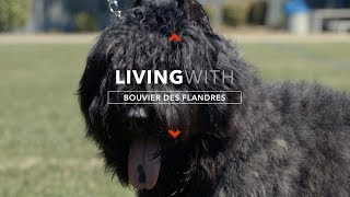 ALL ABOUT LIVING WITH BOUVIER DES FLANDRES [upl. by Eillas]