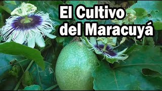 EL CULTIVO DEL MARACUYA ASPECTOS TÉCNICOS Y FITOSANITARIOS [upl. by Kimbell]