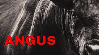 Американский ангус  Angus Cattle History  EXPLAINED [upl. by Davy531]