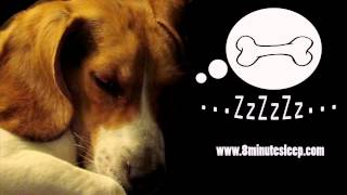 CALM YOUR DOG  Rain Sounds Soothe Anxious Dog  Nature amp Birds [upl. by Georgy]