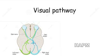 Dr Najeeb  Visual pathway [upl. by Aknayirp]