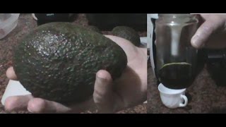 Cómo hacer aceite de aguacate o palta casero  avocado oil  DIY [upl. by O'Dell566]