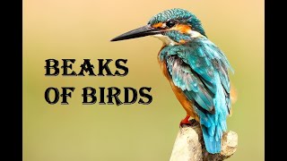 TYPES OF BEAKS IN BIRDS [upl. by Kcirddet738]