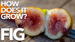 FIG  How Does it Grow [upl. by Olivann]